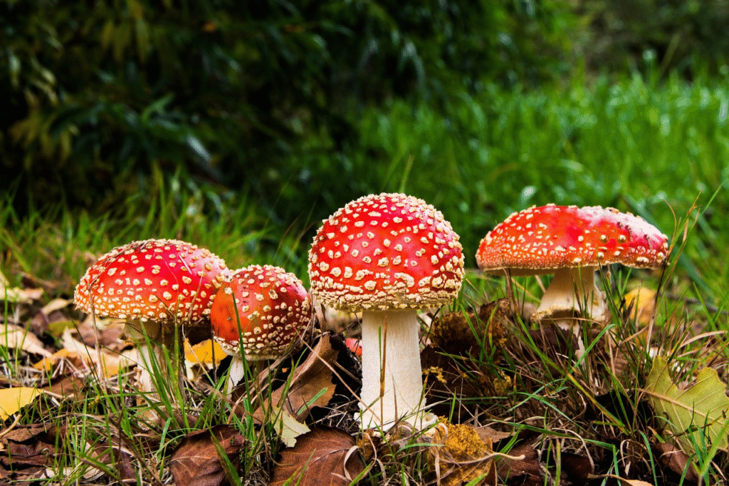 Fliegenpilz